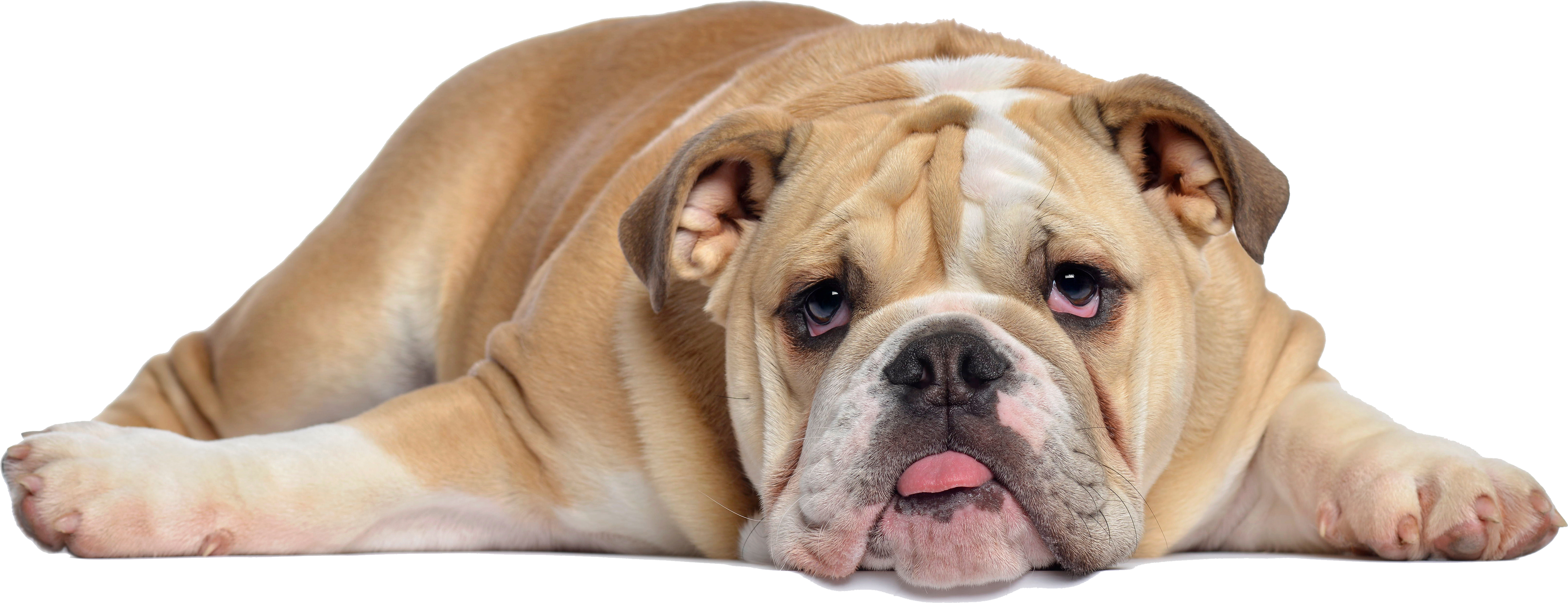 British Bulldogs