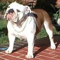 Wonderbull Zena Warrior