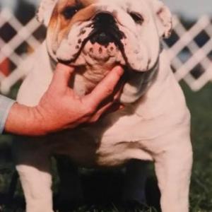 Craigrossie Blue Chip