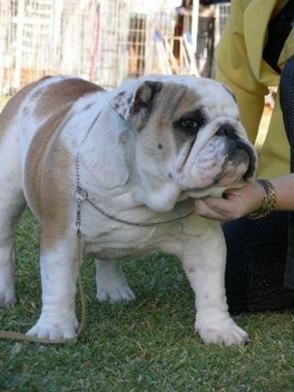 Bumbullb Reg Grundies