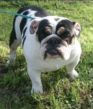 Dogman Moo Moo