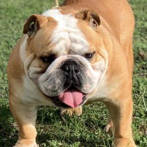 Dogman Red Warrior