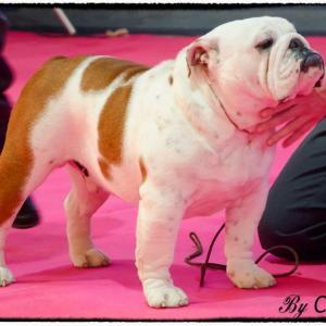 Meljane Bulldogs King William