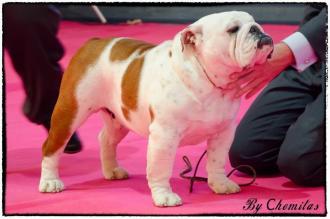 Meljane Bulldogs King William