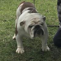 Teclasecret Torres (UK Import)