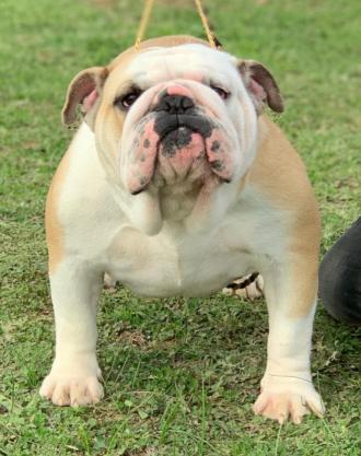 Dogman Star