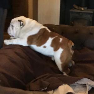 Maghullpaws Ice Alert