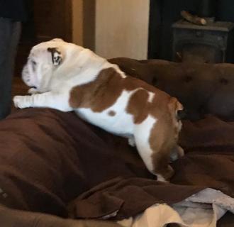 Maghullpaws Ice Alert