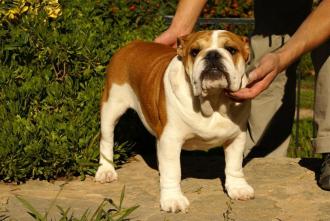 Meljane Bulldogs Miracle Sophie