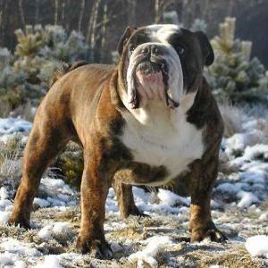 Kenzed Brutus At Ocobo