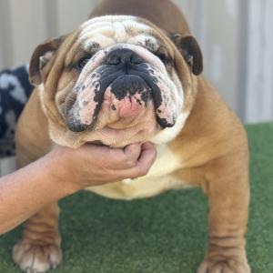 Dogman Bullet Proof