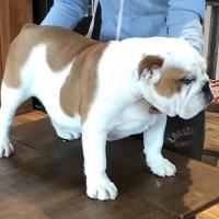 Maghullpaws Walk This Way (UK Impot)