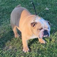 Dogman Bite Me Brutus